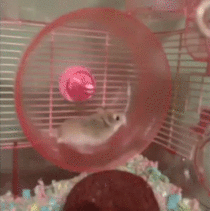 Hamster on wheel